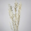 LAMBOO RUSCUS PRESERVED BLEACHED WHITE