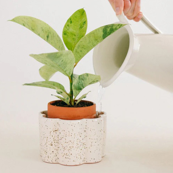Pepin Vaso Autonomo Paula Giallo - immagine 3