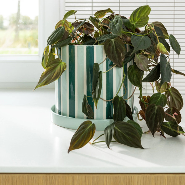 Klevering Fioriera Clash Stripe Verde - immagine 2