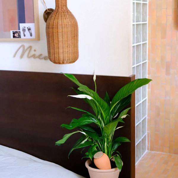 Pepin Sistema D'irrigazione Olla Terracotta - immagine 3